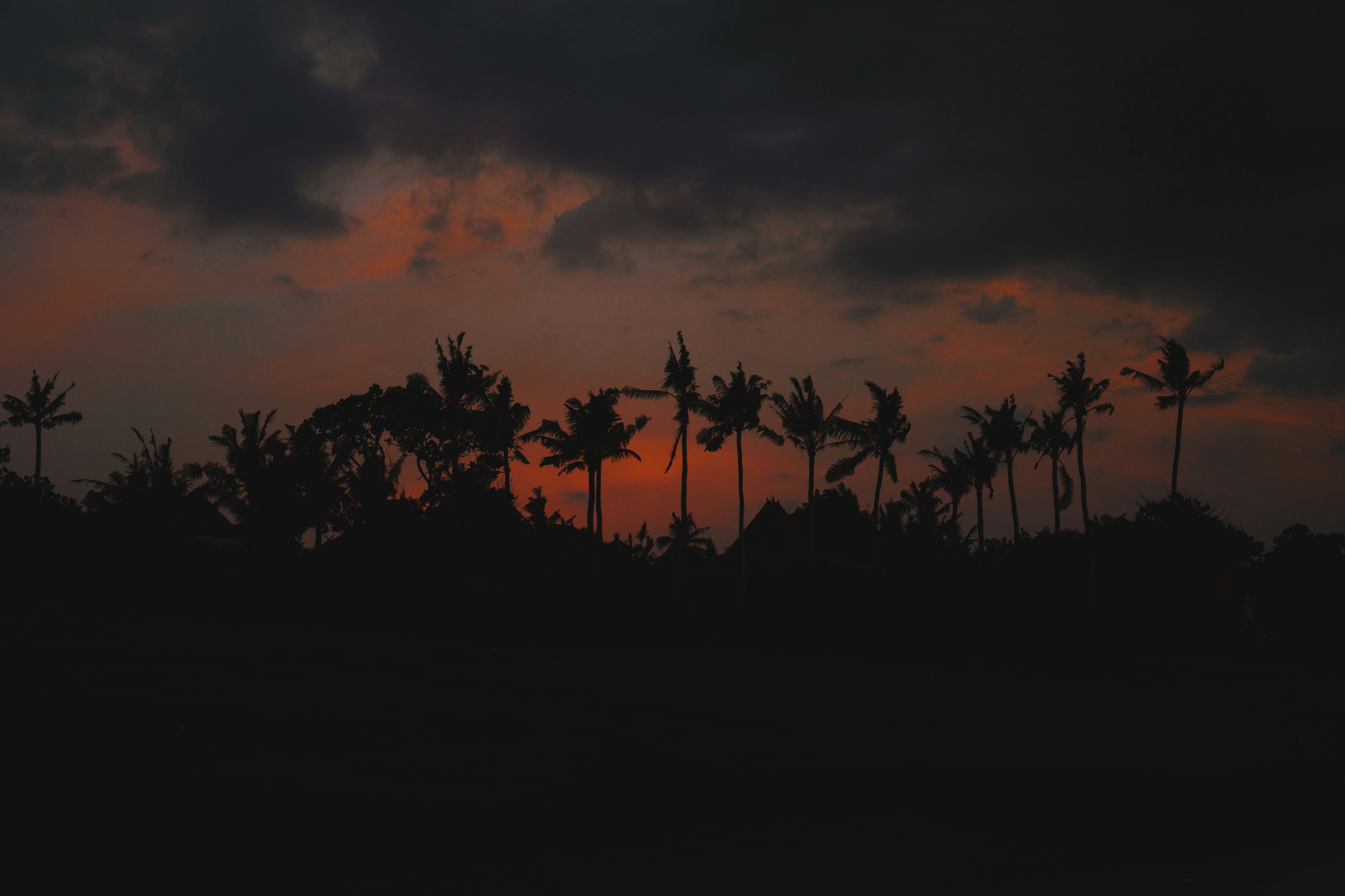 silhouette of trees during sunset